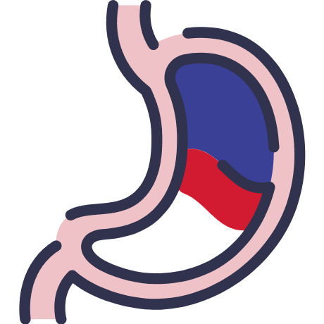 Gastrointestinal Tract